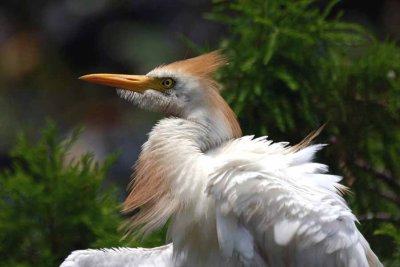 Cattle Egret - Breeding