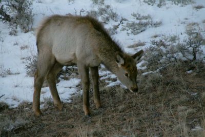 Young Elk - RMNP
