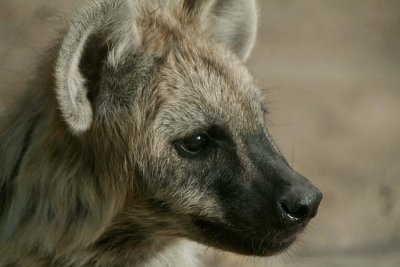 Hyena Looks