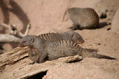 Two Mongoose