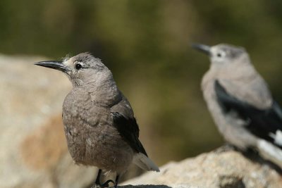 Nutcrackers