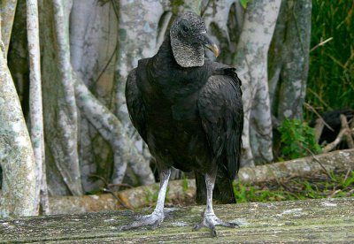 6335_Black Vulture 1