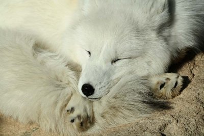 IMG0851_ARCTIC FOX CURLED UP