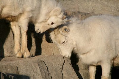 DALL SHEEP