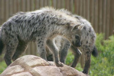 IMG5380_HYENA PUPS