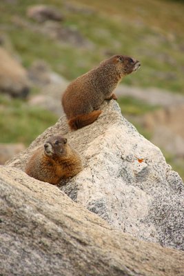 IMG1314_Mt Evans - Two Marmots