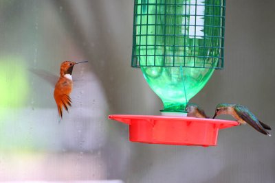 IMG1515_RMNP_HUMMINGBIRD RESEARCH 1