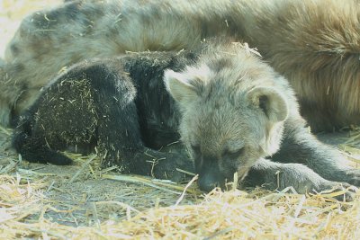 IMG5831_BBYHYENA1PB.jpg