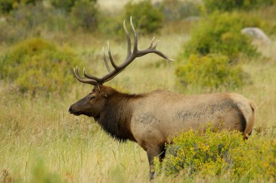 IMG2554_RMNP_GRANDELK1PB.jpg