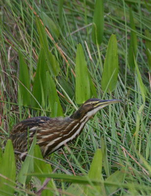 IMG6670_AMERBITTRNGRASS1PB.jpg