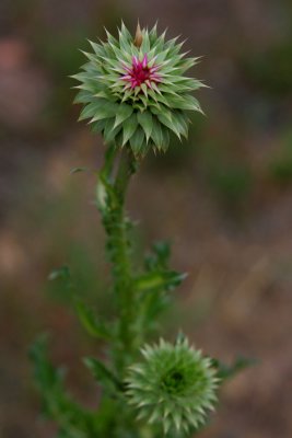 IMG7298_YNGMILKTHISTLE_GUANELLA.jpg