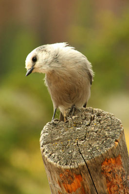 IMG2038C_RMNP_GRAYJAYSIDE1PB.jpg