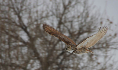 ICR2010_7028_BRLK_GRTHORNOWLFLY1PB.jpg