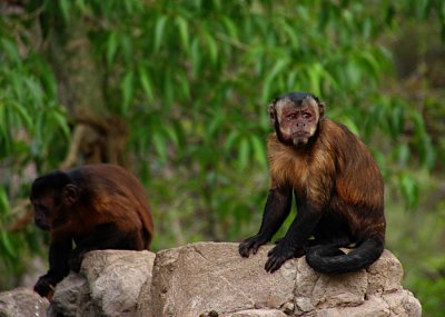 ICR2010_DZ0586_CAPUCHINS1PB.jpg