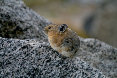 Pika