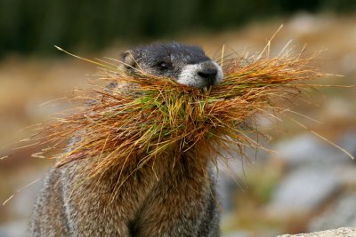 Marmot Mouthful