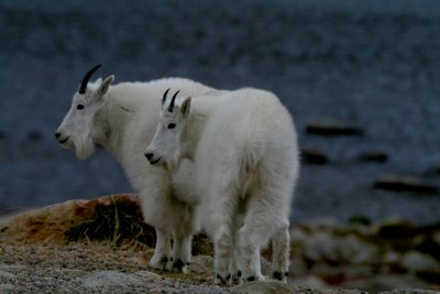 Mt Evans Goats