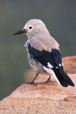 Clarks Nutcracker 1