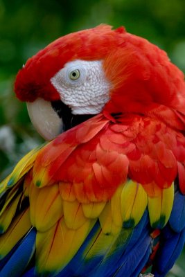 Scarlet Macaw