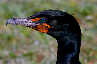 Cormorant Closeup