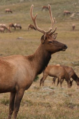 Elk in the Herd