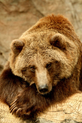 Grizzly Portrait