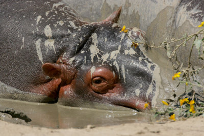 Muddy Baby Hippo