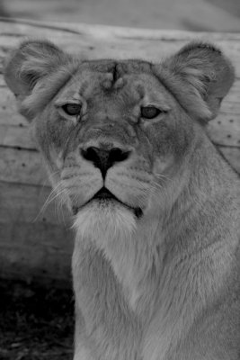 Lioness