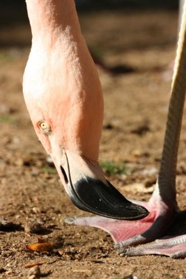 Flamingo Toe Touch