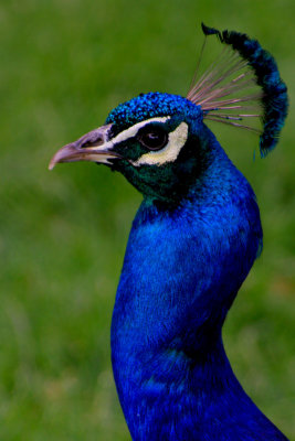 Peacock Face