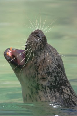 Harbor Seal Breath