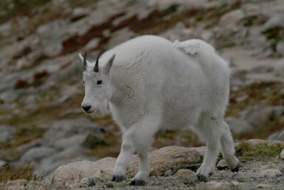 Goat Trot