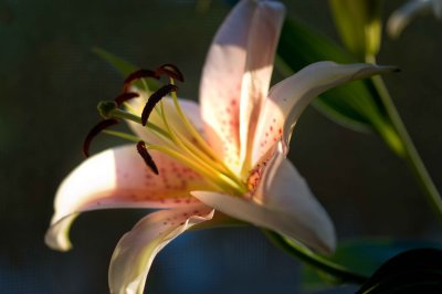 Stargazer Lilies