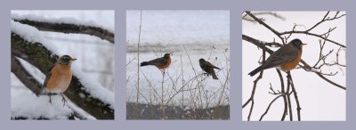 Bird Triptych_rs.jpg