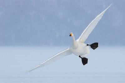 Wilde zwaan