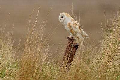 Barn Owl