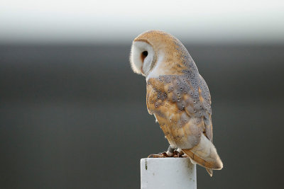 Barn Owl