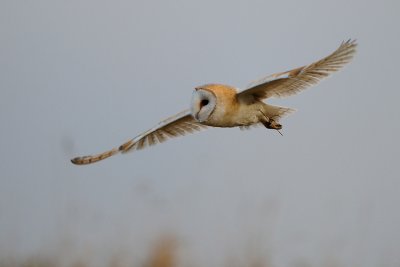 Barn Owl