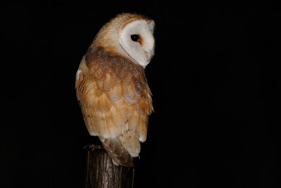 Barn Owl