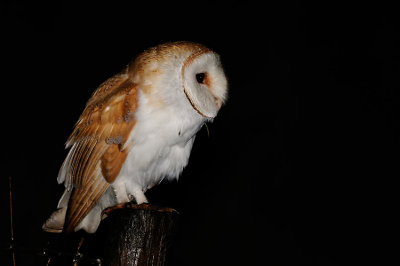 Barn Owl