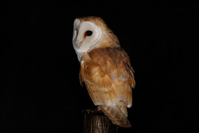 Barn Owl