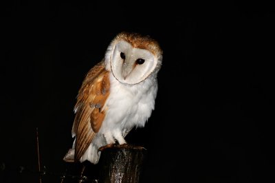 Barn Owl