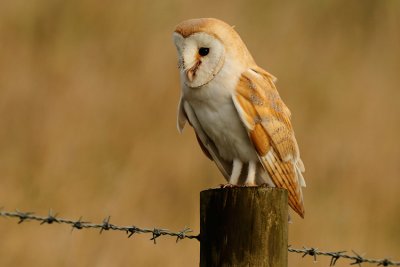 Barn Owl