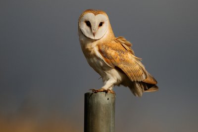 Barn Owl new