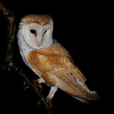 Barn Owl new