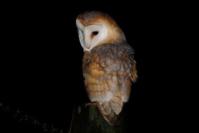 Barn Owl new