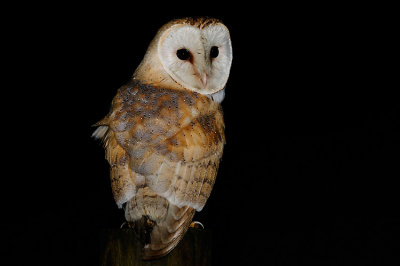 Barn Owl new