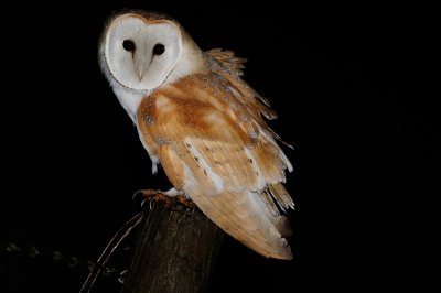 Barn Owl new