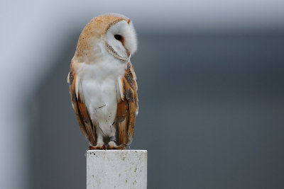 Barn Owl new