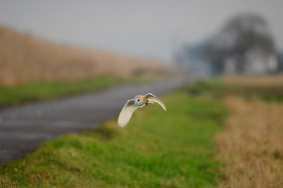 Barn Owl new